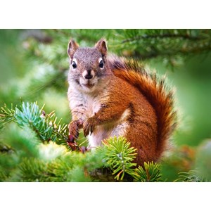 Castorland (B-27422) - "Pine Squirrel" - 260 pezzi