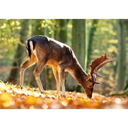 Castorland (B-52325) - "King of the Forest" - 500 pezzi