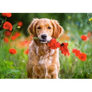 Castorland (B-018284) - "Flowers For You" - 180 pezzi