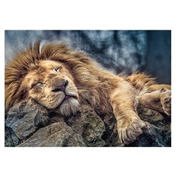 Trefl (10447) - "Sleeping Lion" - 1000 pezzi
