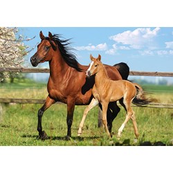 Castorland (B-27064) - "The Mare and her foal" - 260 pezzi