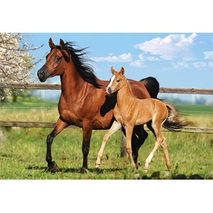 Castorland (B-27064) - "The Mare and her foal" - 260 pezzi