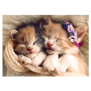 Trefl (37271) - "Sleeping kittens" - 500 pezzi