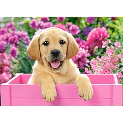 Castorland (B-030071) - "Labrador Puppy in Pink Box" - 300 pezzi