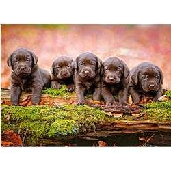 Castorland (B-13418) - "Puppies" - 120 pezzi