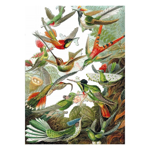 Puzzle Michele Wilson (A539-500) - Ernst Haeckel: "Colibris" - 500 pezzi