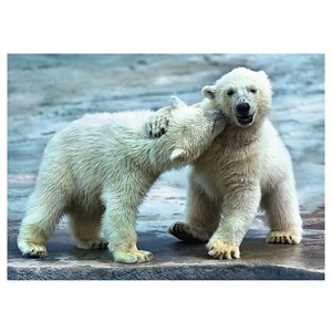 Trefl (37270) - "Polar bears" - 500 pezzi
