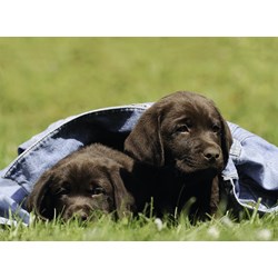 Ravensburger (13209) - "Labrador puppies" - 300 pezzi