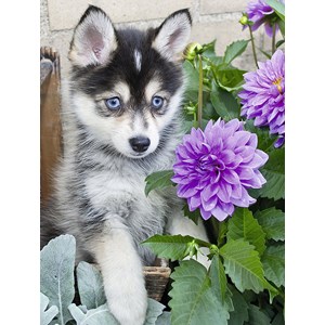 Ravensburger (13682) - "Cute Husky" - 500 pezzi