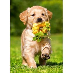 Castorland (B-06939) - "Puppy with Rose" - 60 pezzi