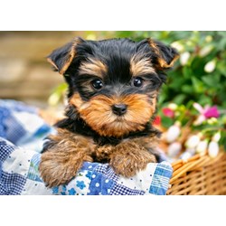 Castorland (B-030187) - "Puppy on a Picnic" - 300 pezzi