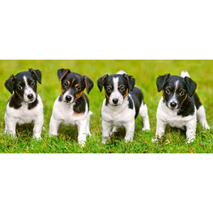 Castorland (B-060337) - Jack Russell: "Terrier Puppies" - 600 pezzi