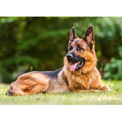 Castorland (B-030200) - "German Shepherd" - 300 pezzi