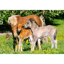 Castorland (B-12909) - "Ponies in grassland" - 120 pezzi