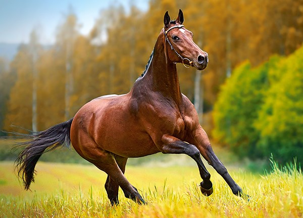 Castorland (B-018314) - "Horse" - 180 pezzi
