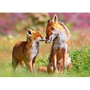 Castorland (B-13241) - "Little Fox and His Mum" - 120 pezzi