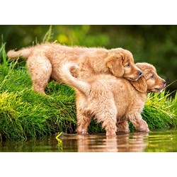 Castorland (B-06946) - "Puppies by the River" - 60 pezzi