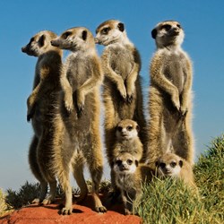 Heye (29631) - Pete Oxford: "Meerkats" - 100 pezzi
