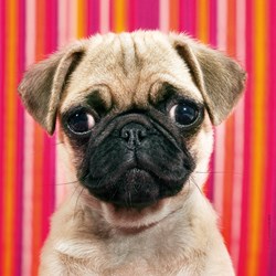 Heye (29629) - "Pug" - 100 pezzi