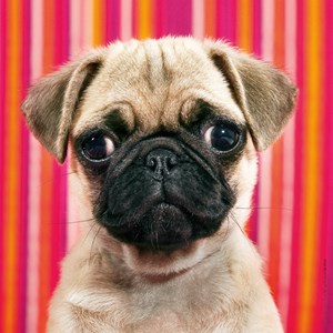 Heye (29629) - "Pug" - 100 pezzi