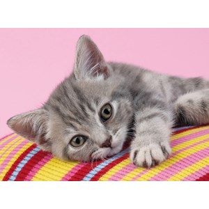 Clementoni (30362) - "Grey Kitten" - 500 pezzi