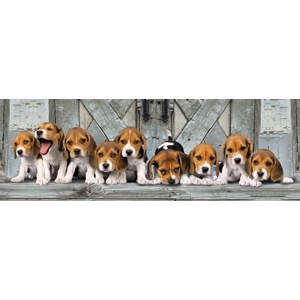 Clementoni (39076) - "Beagles" - 1000 pezzi