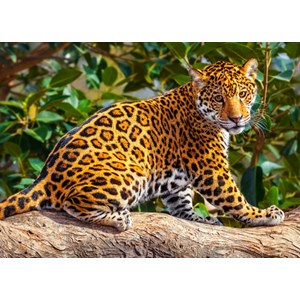 Castorland (B-27392) - "Little Jaguar" - 260 pezzi
