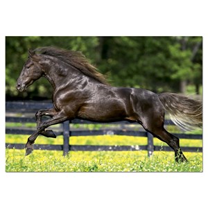 Educa (15148) - "Full Gallop" - 500 pezzi