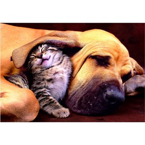 Educa (15150) - "Sweet Dreams!" - 500 pezzi