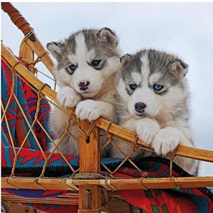 Ravensburger (15230) - "Little Husky" - 500 pezzi