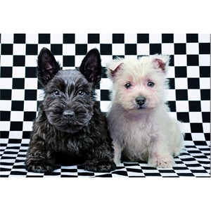 Educa (15508) - "Black and White Terriers" - 500 pezzi