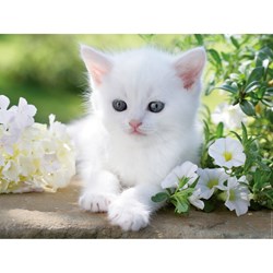 Ravensburger (16243) - "White kitten" - 1500 pezzi