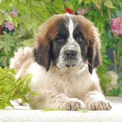 Ravensburger (15214) - "Beautiful Saint Bernard" - 500 pezzi