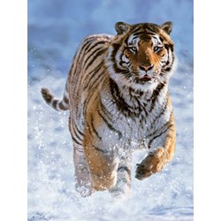 Ravensburger (14475) - "Tiger in the Snow" - 500 pezzi