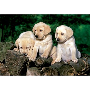 Trefl (15157) - "Little Labradors" - 160 pezzi