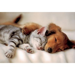 Trefl (16138) - "Sleeping Puppies" - 100 pezzi