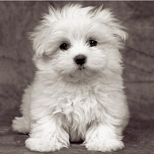 Ravensburger (15221) - "Maltese Puppies" - 500 pezzi