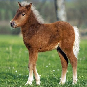 Ravensburger (09254) - "Horses" - 49 pezzi