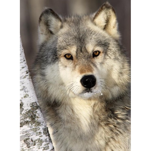 Nathan (87142) - "Wolf" - 500 pezzi