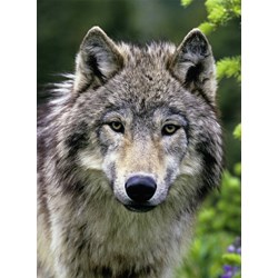 Ravensburger (14354) - "Wolf Portrait" - 500 pezzi