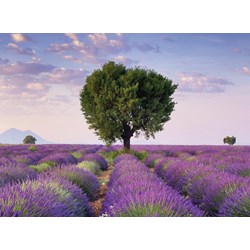 Ravensburger (14353) - "South Lavender of France" - 500 pezzi