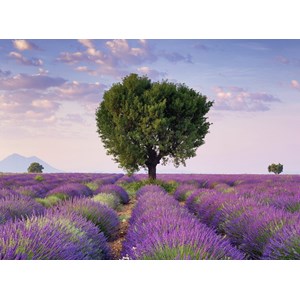 Ravensburger (14353) - "South Lavender of France" - 500 pezzi