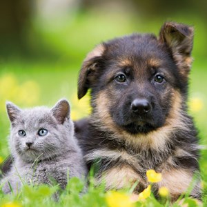 Ravensburger (09423) - "Cats And Dogs" - 49 pezzi