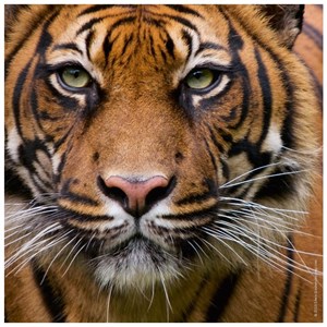 Heye (29632) - "Tiger" - 100 pezzi