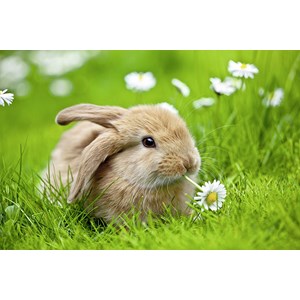 Ravensburger (10007) - "Rabbit" - 150 pezzi