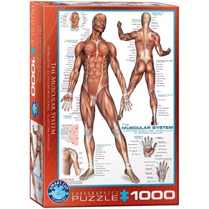Eurographics (6000-2015) - "The Muscular System" - 1000 pezzi