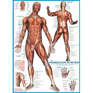 Eurographics (6000-2015) - "The Muscular System" - 1000 pezzi