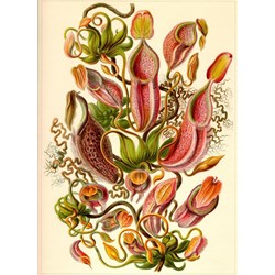 Grafika Kids (00307) - Ernst Haeckel: "Kunstformen der Natur, Nepenthaceae, 1904" - 300 pezzi