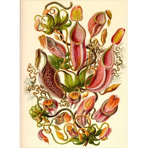Grafika Kids (00307) - Ernst Haeckel: "Kunstformen der Natur, Nepenthaceae, 1904" - 300 pezzi