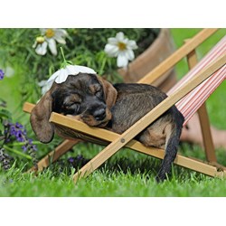 Ravensburger (13649) - "Teckel" - 500 pezzi